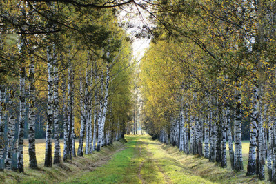 79% OFF on Green Artwork Paper Print