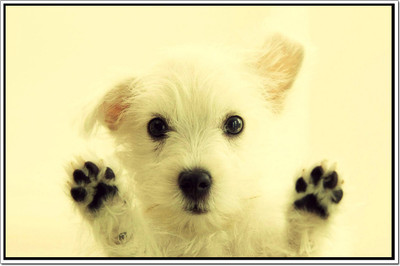 53% OFF on Dogs Poster Paper Print 53% OFF on Dogs Poster Paper Print