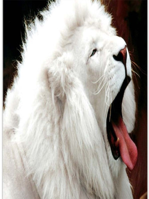 37% OFF on White Lion Poster (12 x 18 Inches) by Shopkeeda Paper Print