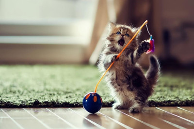 62% OFF on Playing Kitty Poster Photographic Paper 62% OFF on Playing Kitty Poster Photographic Paper