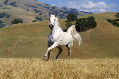 50% OFF on Running Horses Poster Paper Print