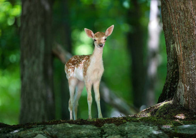 33% OFF on Deer Paper Print 33% OFF on Deer Paper Print