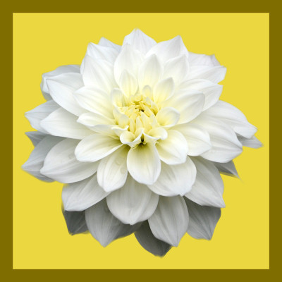 50% OFF on White Daisy Paper Print 50% OFF on White Daisy Paper Print