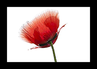 50% OFF on Poppies 07 Canvas Art