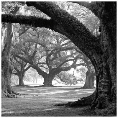 Montage - Oak Alley West Row Fine Art Print