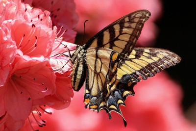 31% OFF on Butterfly on flower Poster (Poster) Paper Print