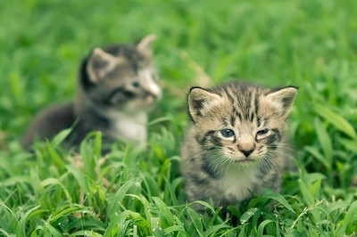 16% OFF on Sweet Little Cats Sitting On Grass Poster Paper Print