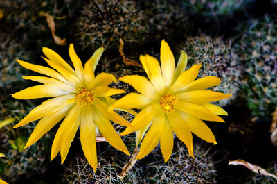 50% OFF on Colourful Flowers 45 Paper Print