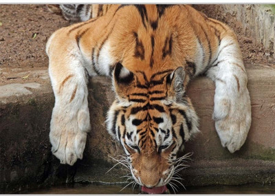 75% OFF on Tiger Drinking WaterPoster (18 x 12 Inches) by Shopkeeda Paper Print