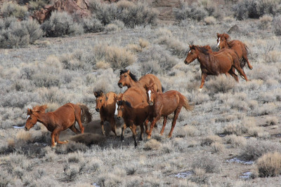 50% OFF on Running Horses Poster Paper Print