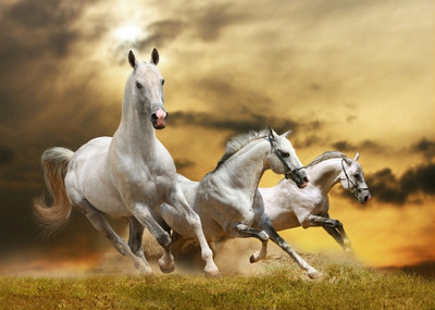 33% OFF on Horses Paper Print 33% OFF on Horses Paper Print