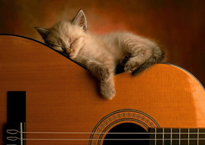 33% OFF on Cat Guitar Fine Art Print 33% OFF on Cat Guitar Fine Art Print