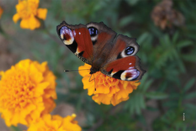 16% OFF on Shopisky Peacock Butterfly On Flower Paper Print