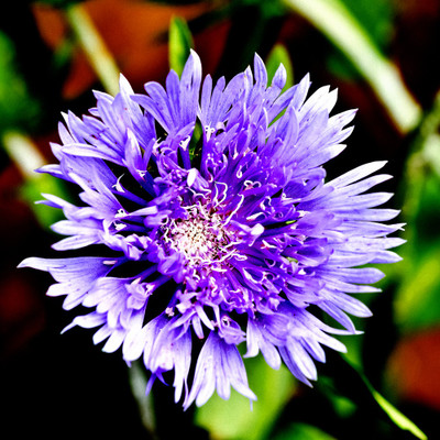 50% OFF on Colourful Flowers 120 Paper Print 50% OFF on Colourful Flowers 120 Paper Print