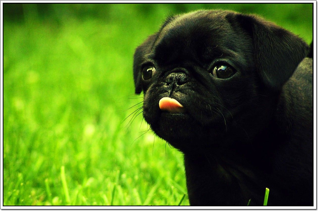 50% OFF on Dogs Poster Paper Print 50% OFF on Dogs Poster Paper Print