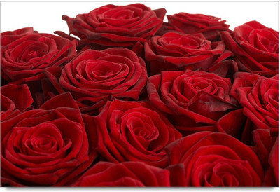 34% OFF on Amy Beautiful Red Roses Paper Print 34% OFF on Amy Beautiful Red Roses Paper Print