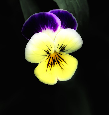 50% OFF on Colourful Flowers Canvas Art