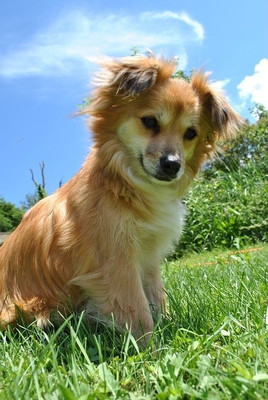 16% OFF on Cute Gentle Puppy Poster Paper Print