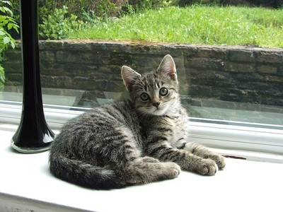 16% OFF on Cute Little Cat Sitting Poster Paper Print 16% OFF on Cute Little Cat Sitting Poster Paper Print