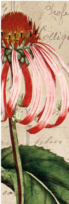 Montage - Jardin Botanique I Fine Art Print