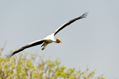 50% OFF on In Flight Canvas Art