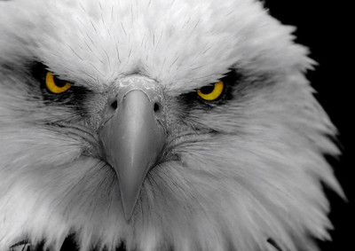 35% OFF on Eagle Face Fine Art Print