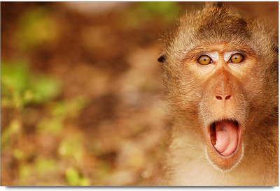 34% OFF on Amy Funney Big Face Monkey Paper Print 34% OFF on Amy Funney Big Face Monkey Paper Print