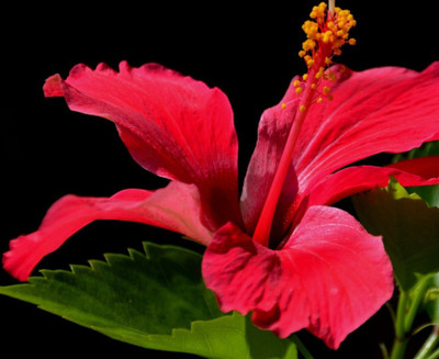 80% OFF on Holicshop Painting Without Frame - Flower Canvas Art