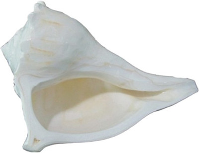 25% OFF on Shubh-Bhakti Laxmi Shankh Sacred Shankh 25% OFF on Shubh-Bhakti Laxmi Shankh Sacred Shankh