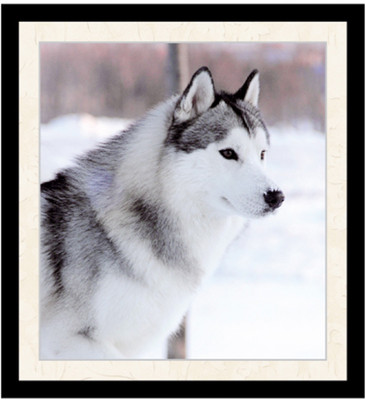 33% OFF on Pindia Siberian Dogs Wall Sticker 33% OFF on Pindia Siberian Dogs Wall Sticker