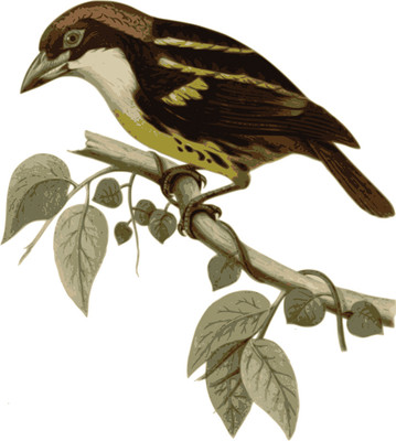 16% OFF on Graceful Little Bird Sitting On Tree Poster Paper Print 16% OFF on Graceful Little Bird Sitting On Tree Poster Paper Print