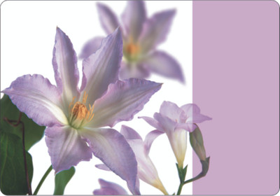 Freelance Rectangular Pack of 12 Table Placemat